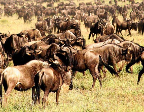 Wildebeast Migration - Serengeti