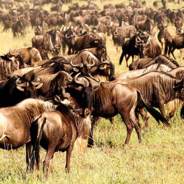 Wildebeast Migration - Serengeti